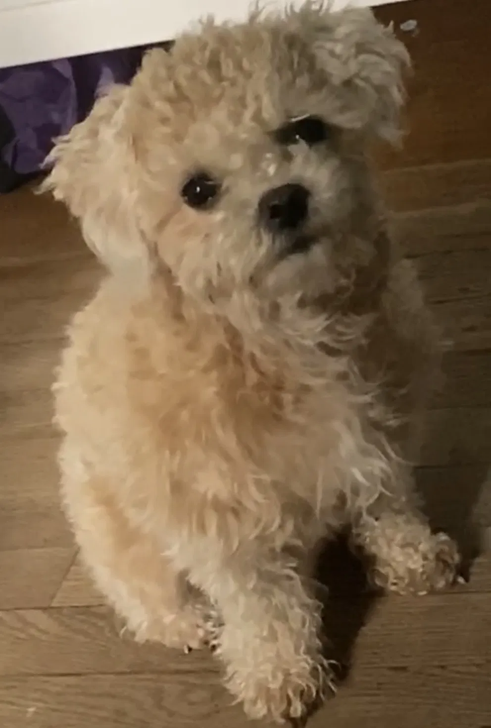 Lost dog in Denver, CO, 80205