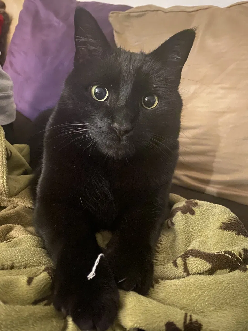 Lost cat in Denver, CO, 80229