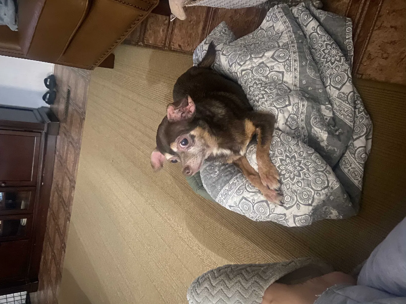 Lost dog in Buford, GA, 30518
