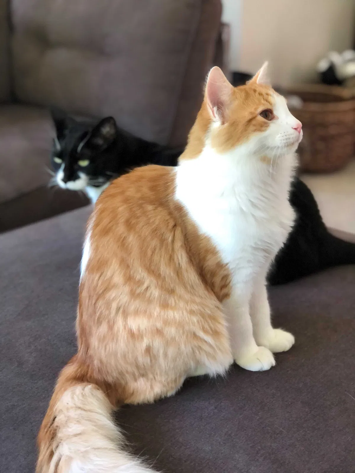 Lost cat in Everett, WA, 98203