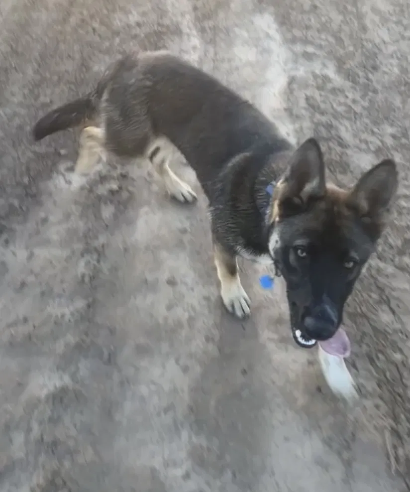 Lost dog in Sloughhouse, CA, 95683