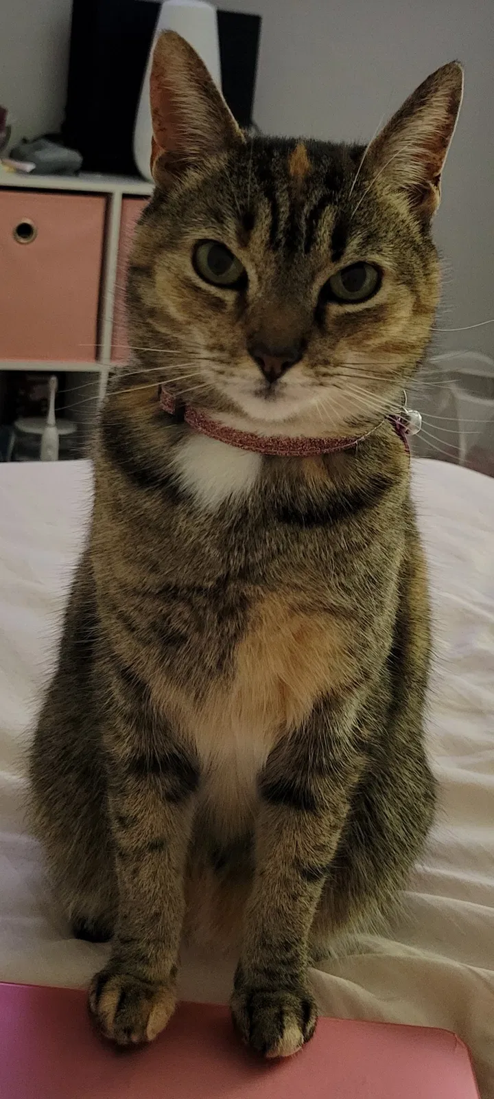 Lost cat in Brooklyn, NY, 11208
