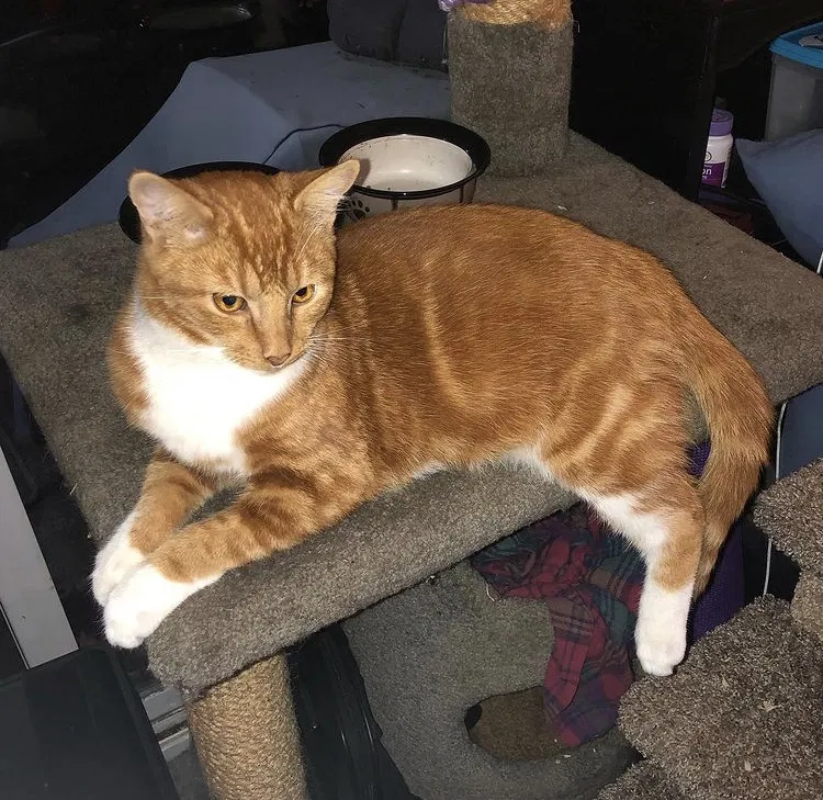 Lost cat in Santa Rosa, CA, 95404