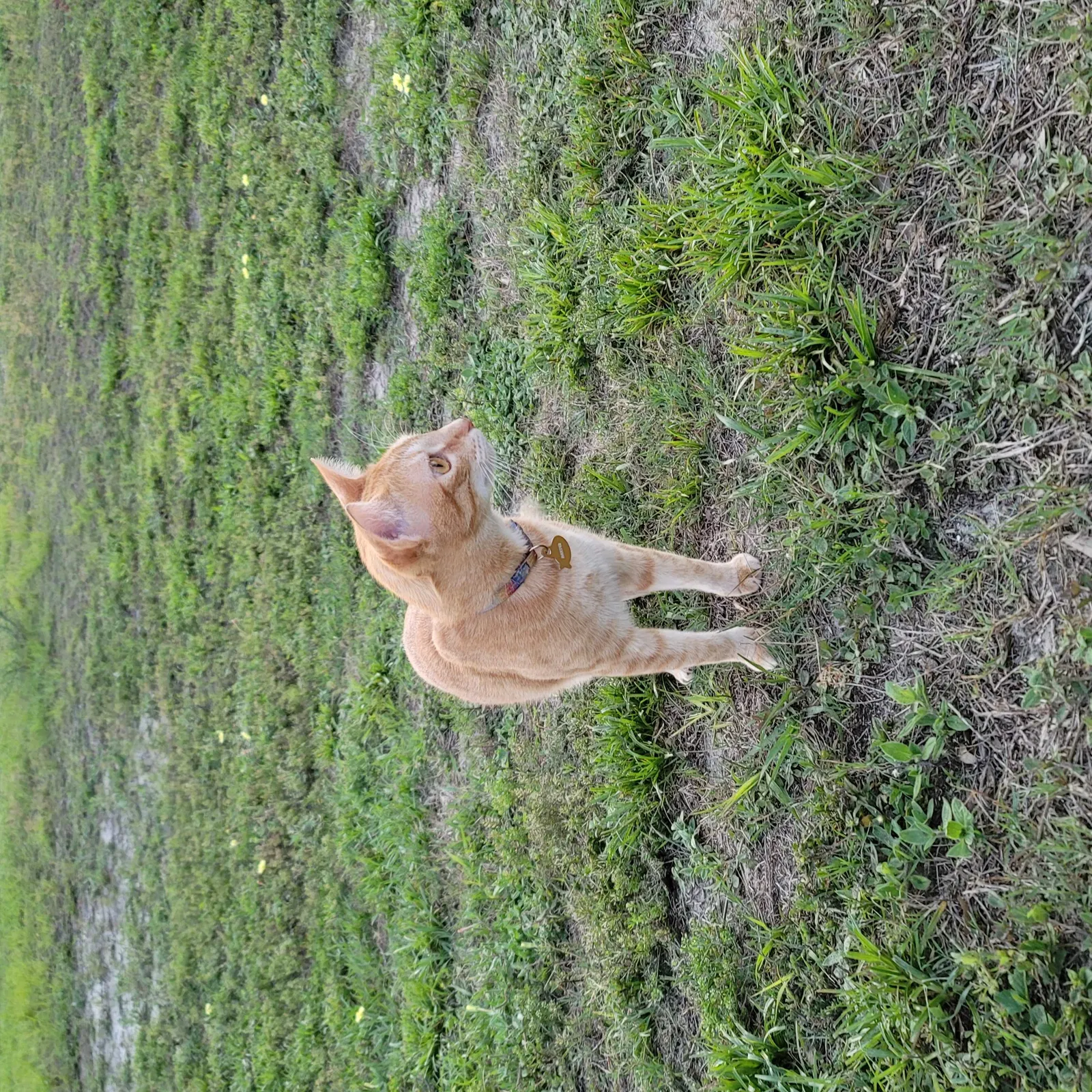Lost cat in Clearwater, FL, 33762