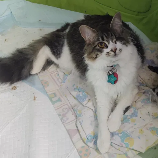 Lost cat in Keller, TX, 76244
