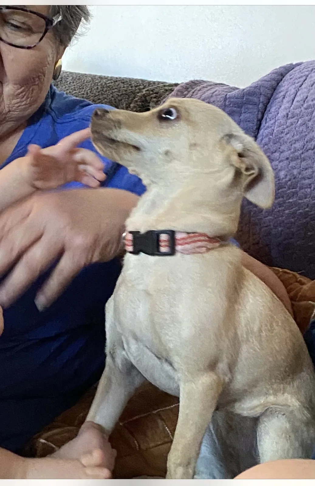 Lost dog in Tucson, AZ, 85745