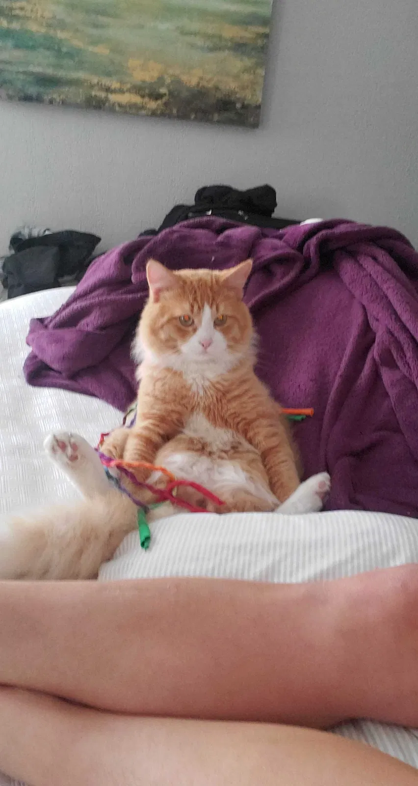 Lost cat in Candler, NC, 28715