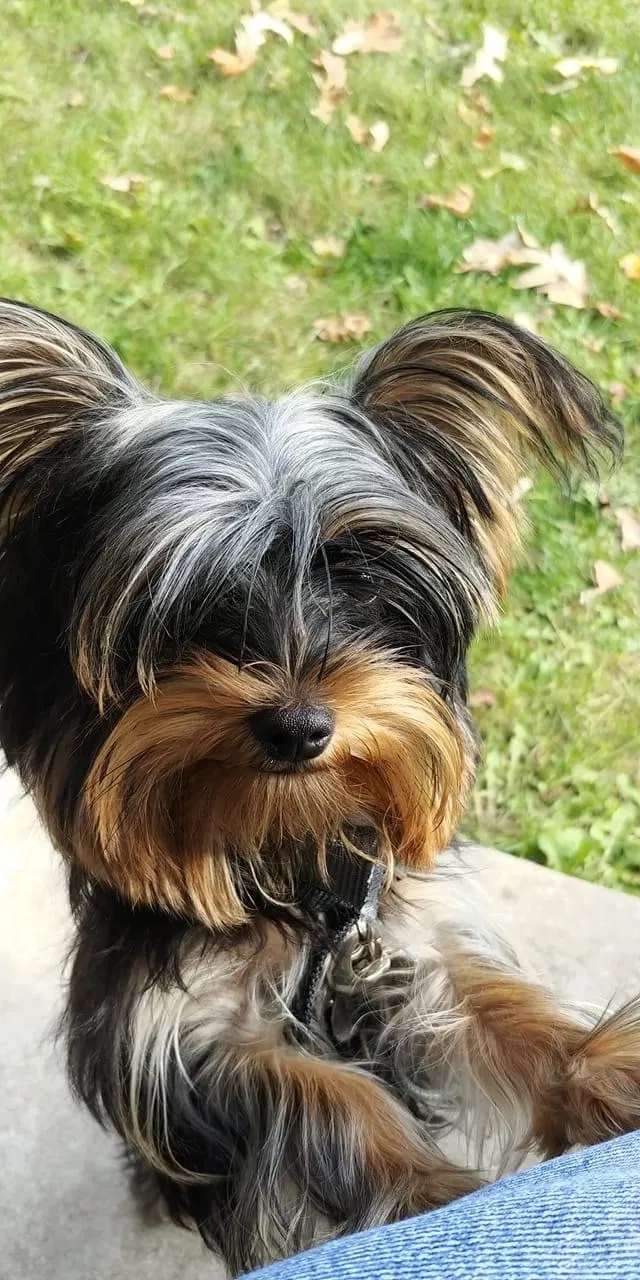 Lost dog in Waukesha, WI, 53188