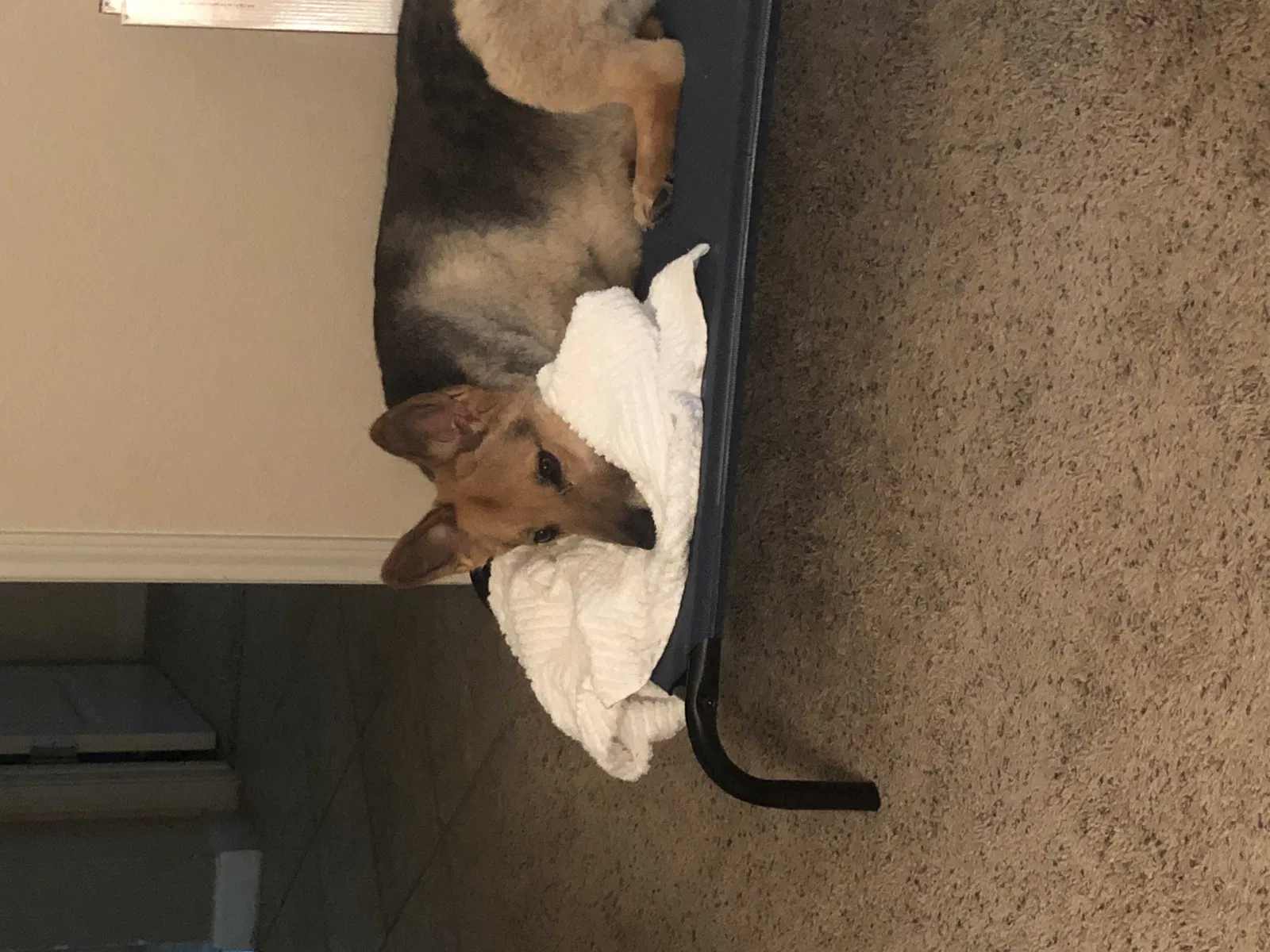 Lost dog in Pinedale, WY, 82941