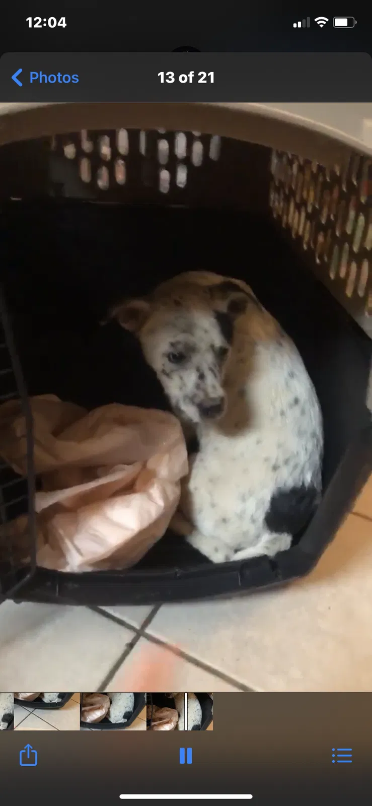 Lost dog in Victorville, CA, 92392