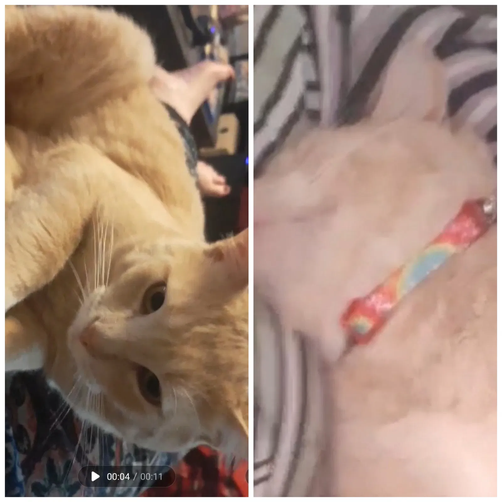 Lost cat in Bonney Lake, WA, 98391
