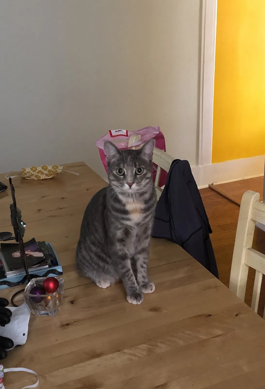 Lost cat in San Diego, CA, 92115