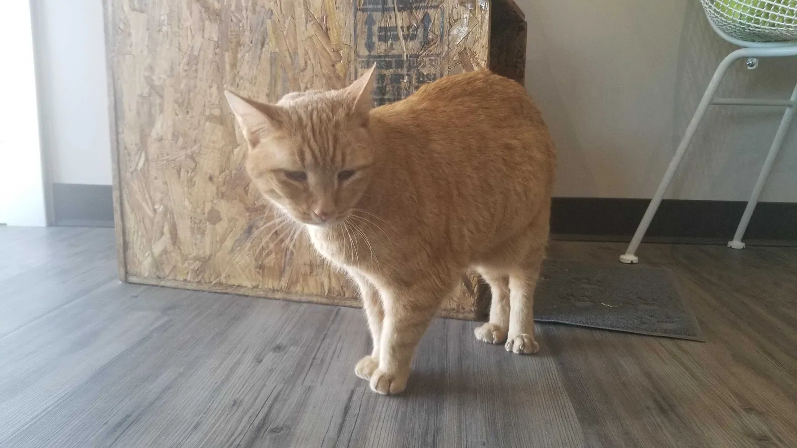 Lost cat in Bozeman, MT, 59718