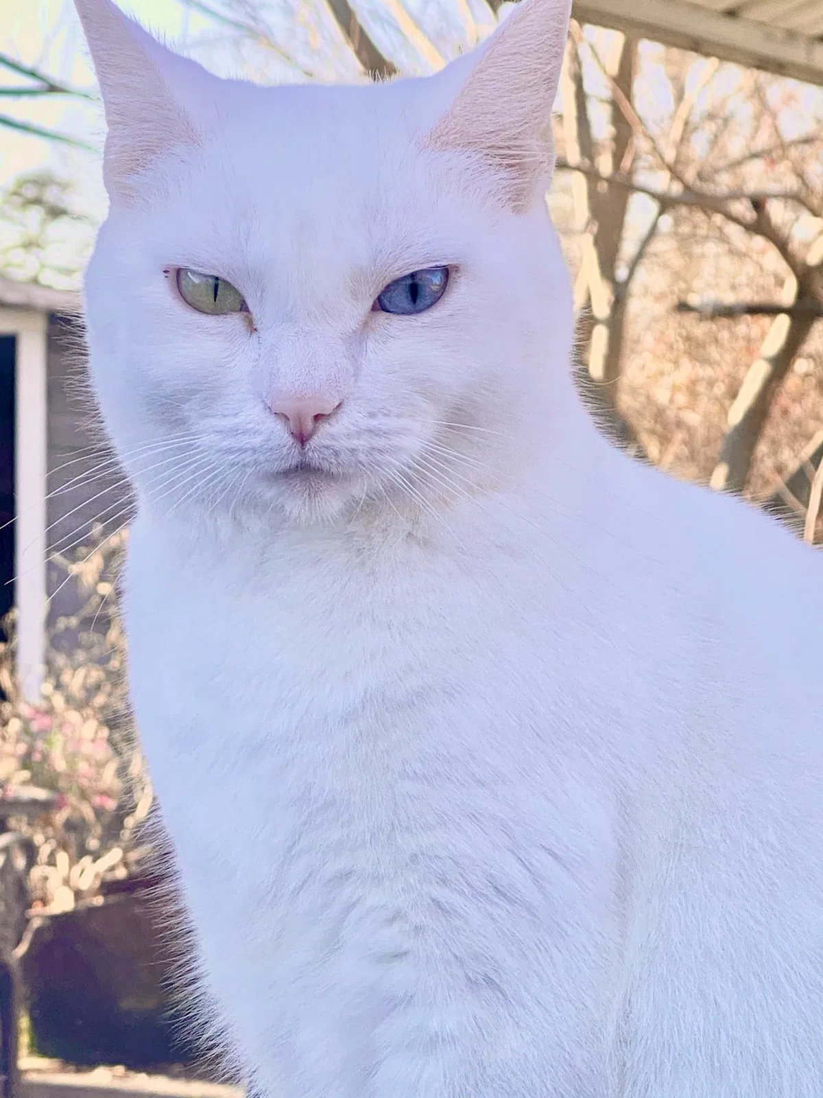 Lost cat in Kannapolis, NC, 28081