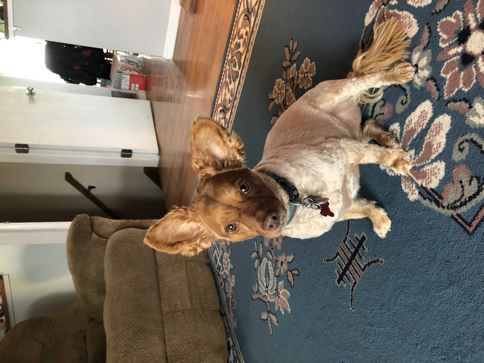Lost dog in Mount Gilead, OH, 43338