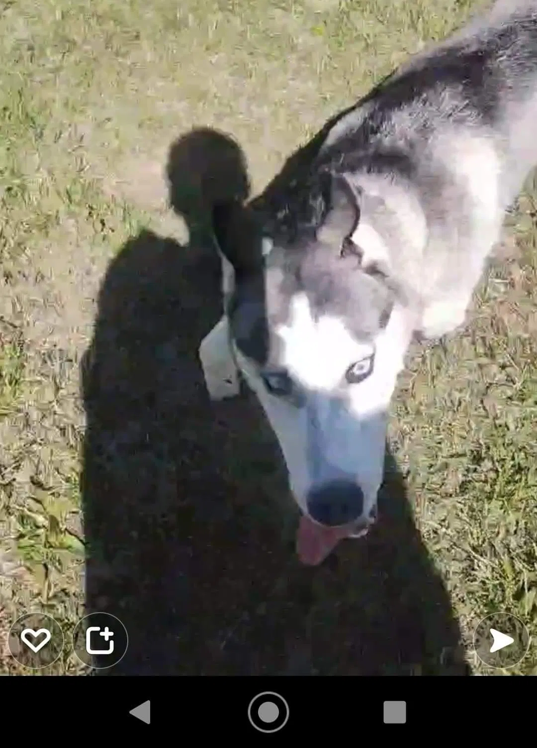 Lost dog in Wichita, KS, 67214