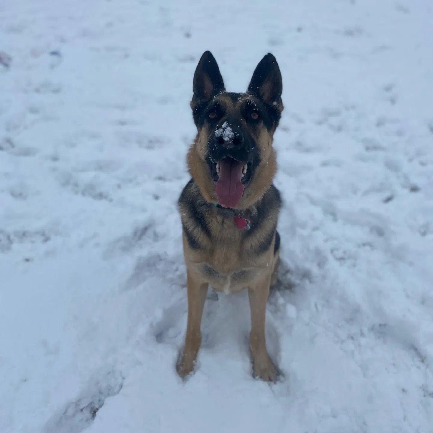 Lost dog in Henrico, VA, 23231