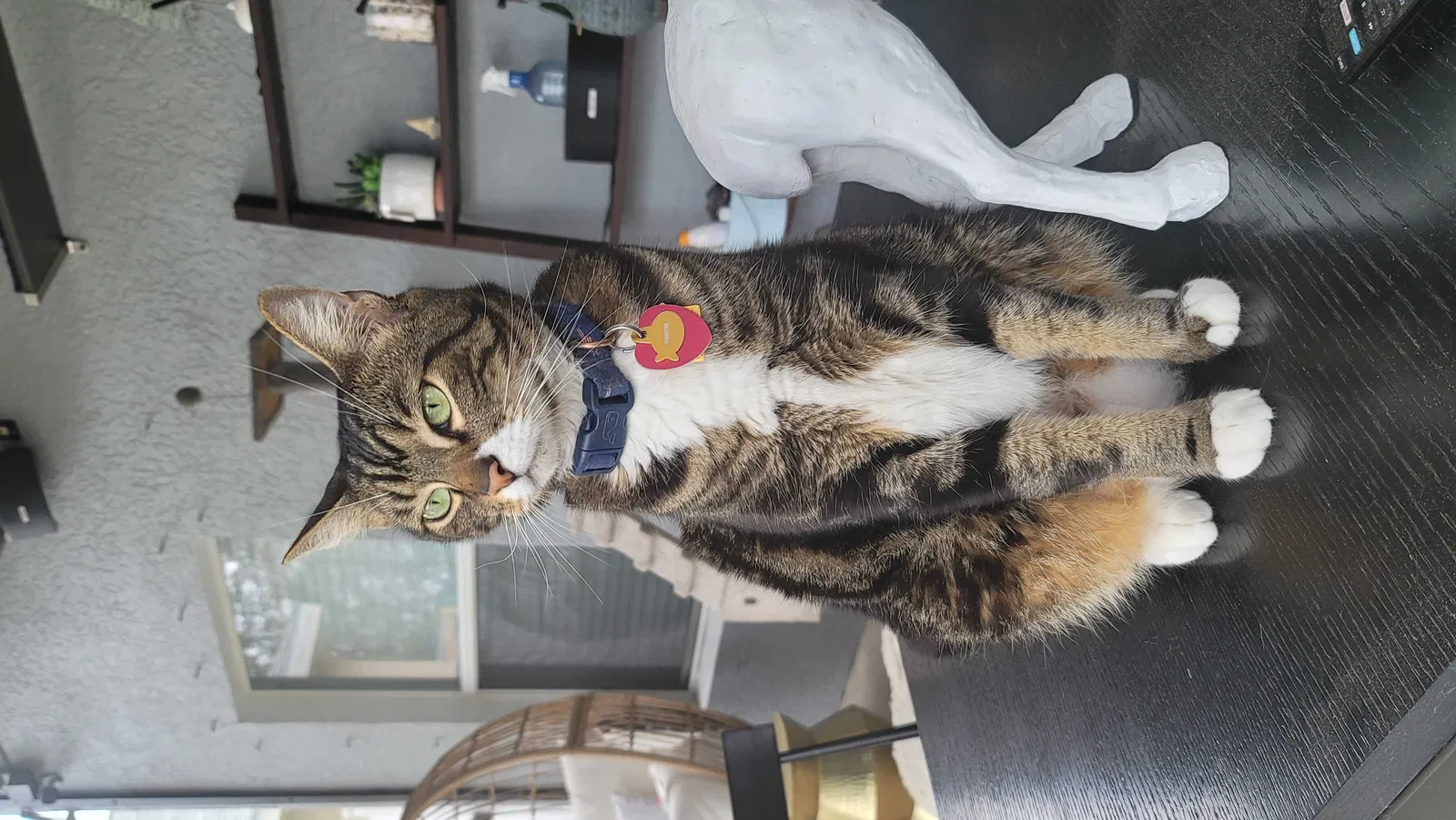 Lost cat in Orlando, FL, 32826