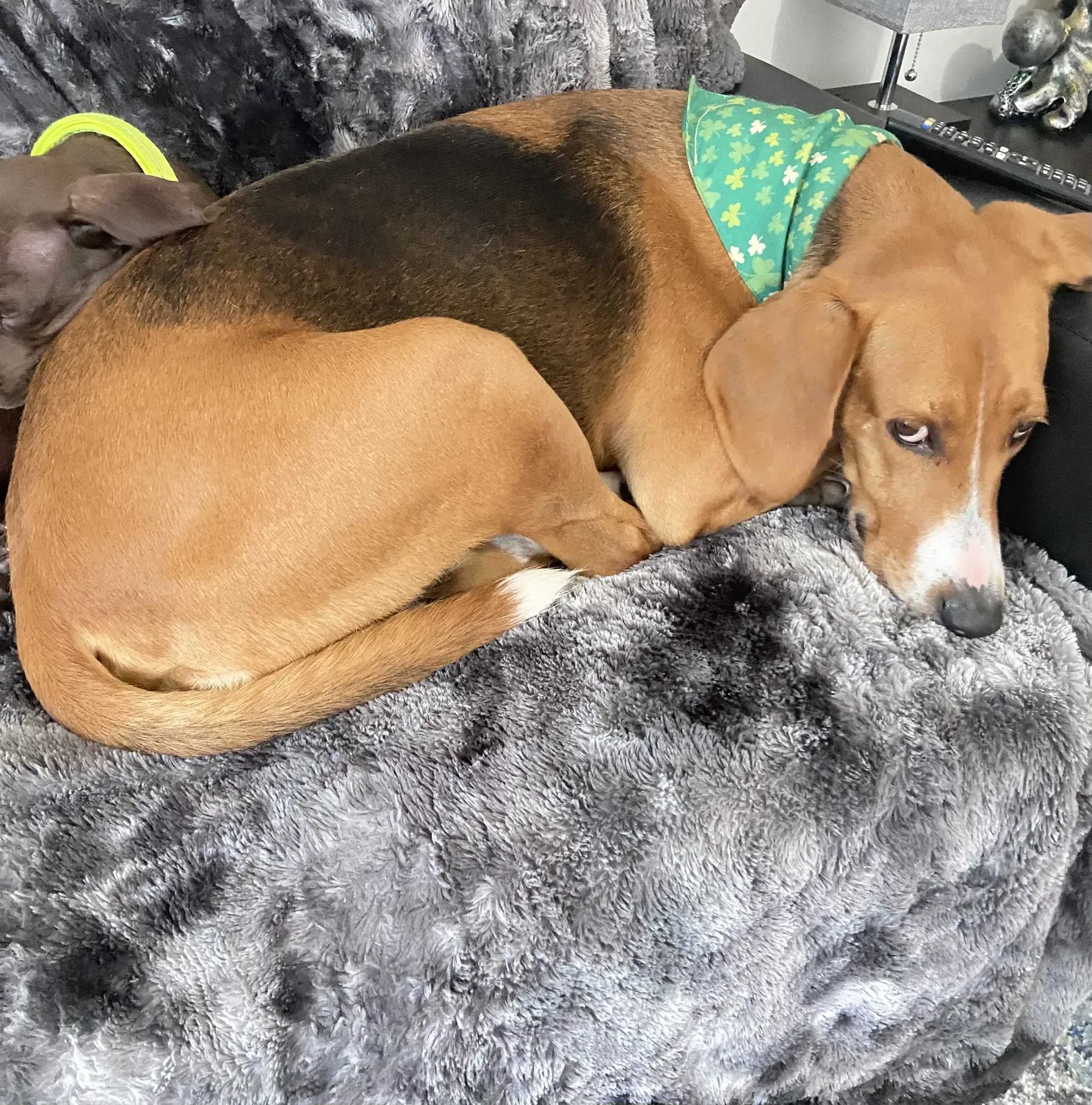 Lost dog in Yulee, FL, 32097