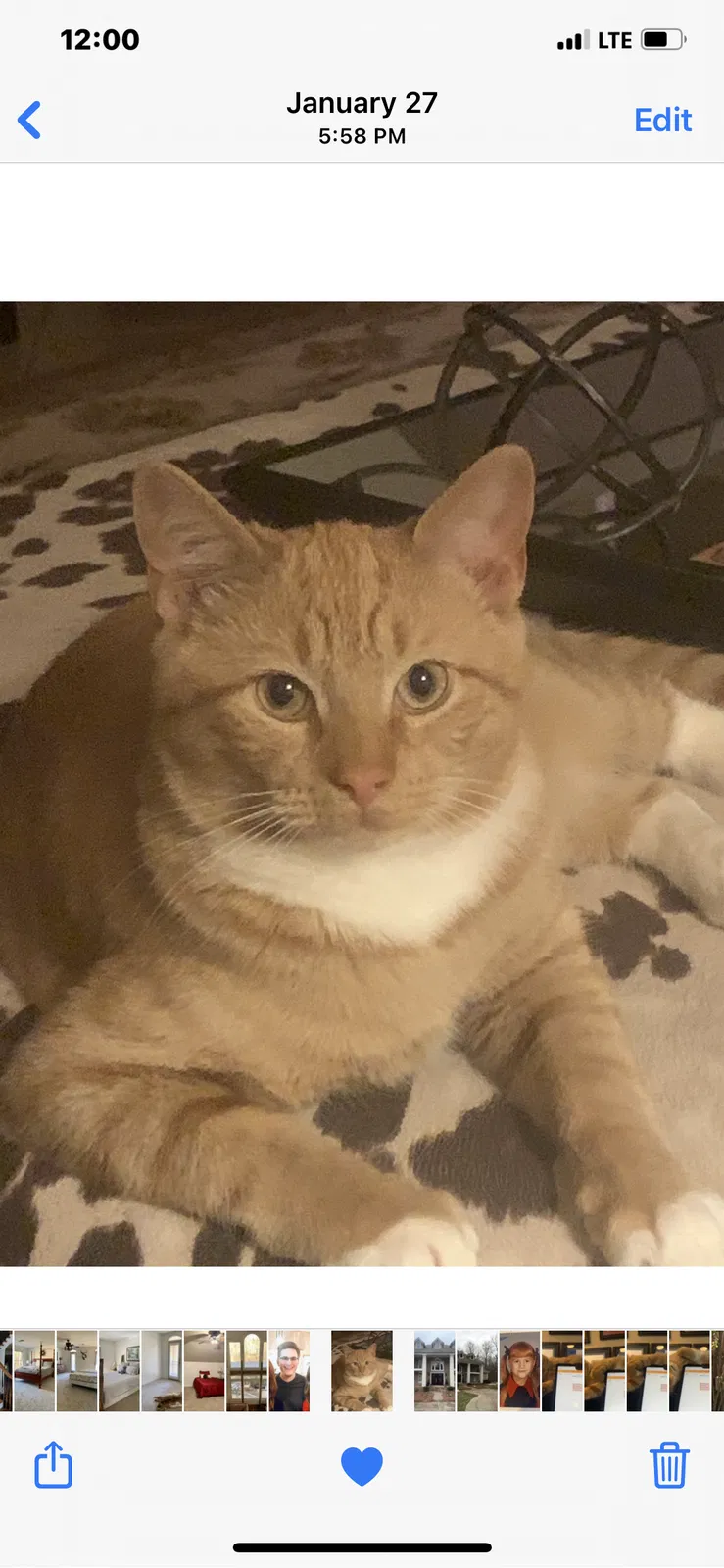 Lost cat in Birmingham, AL, 35244