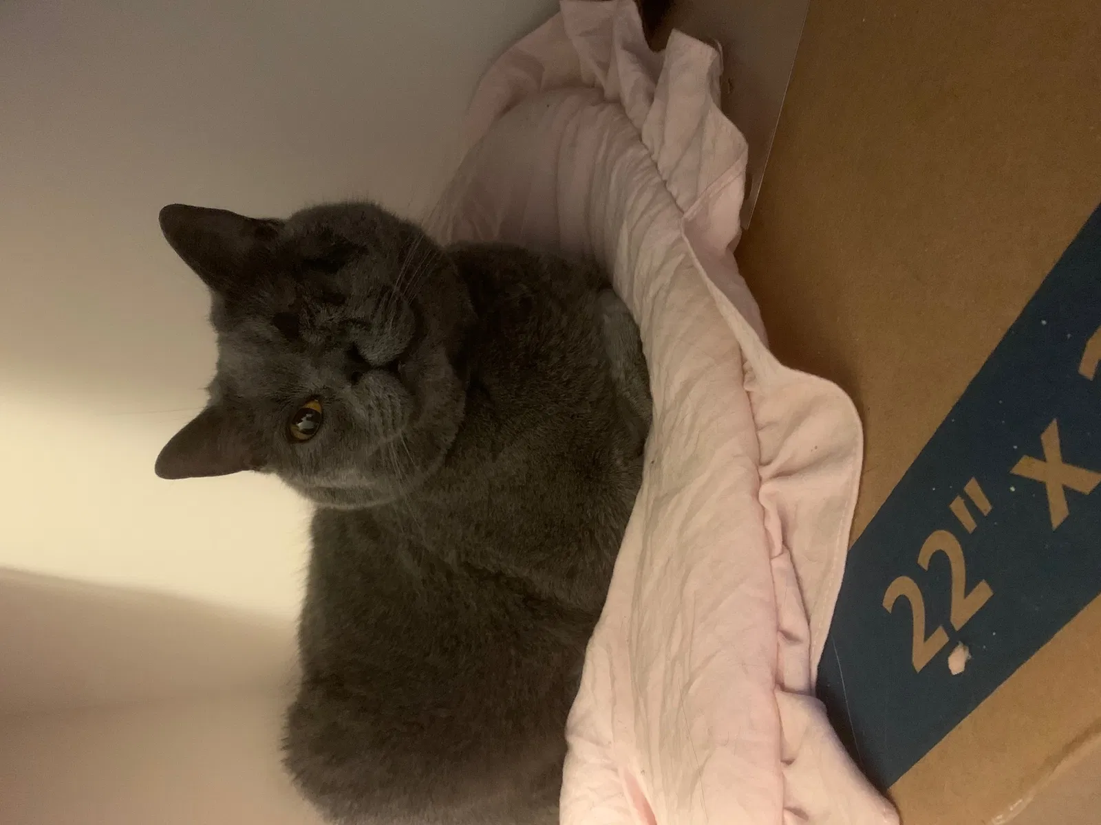 Lost cat in Clarksburg, MD, 20871