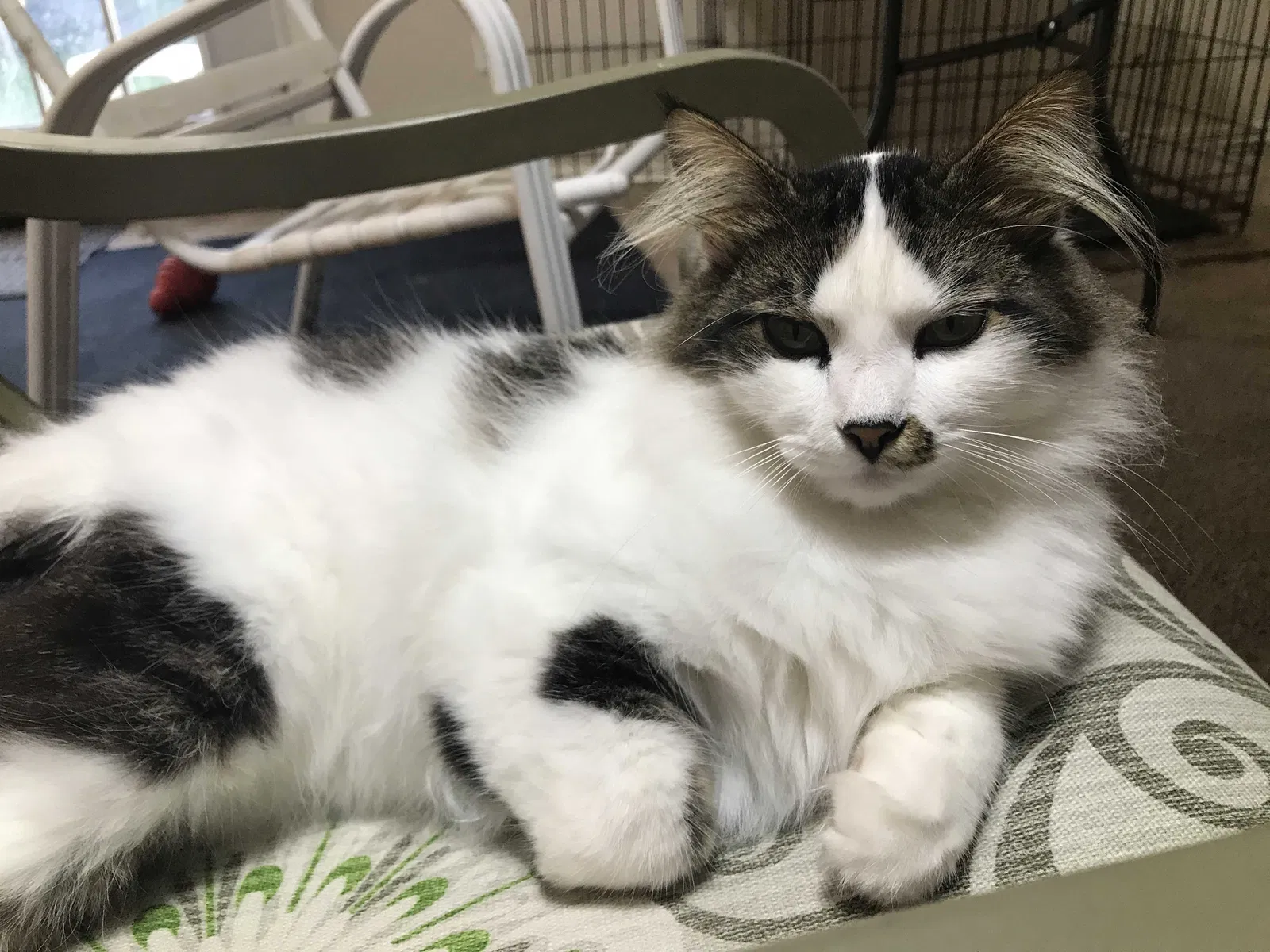 Lost cat in Schertz, TX, 78154