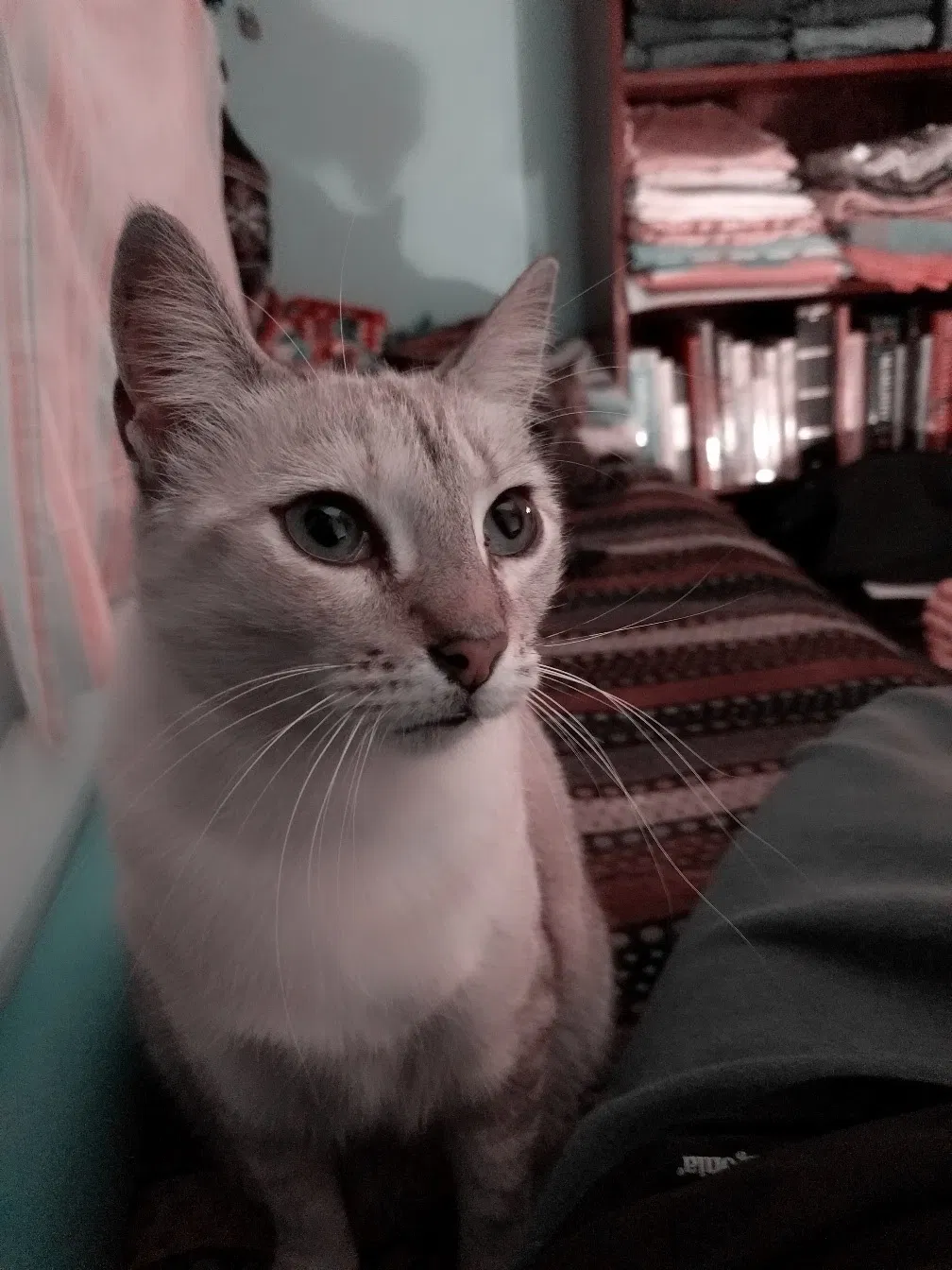 Lost cat in Austin, TX, 78704