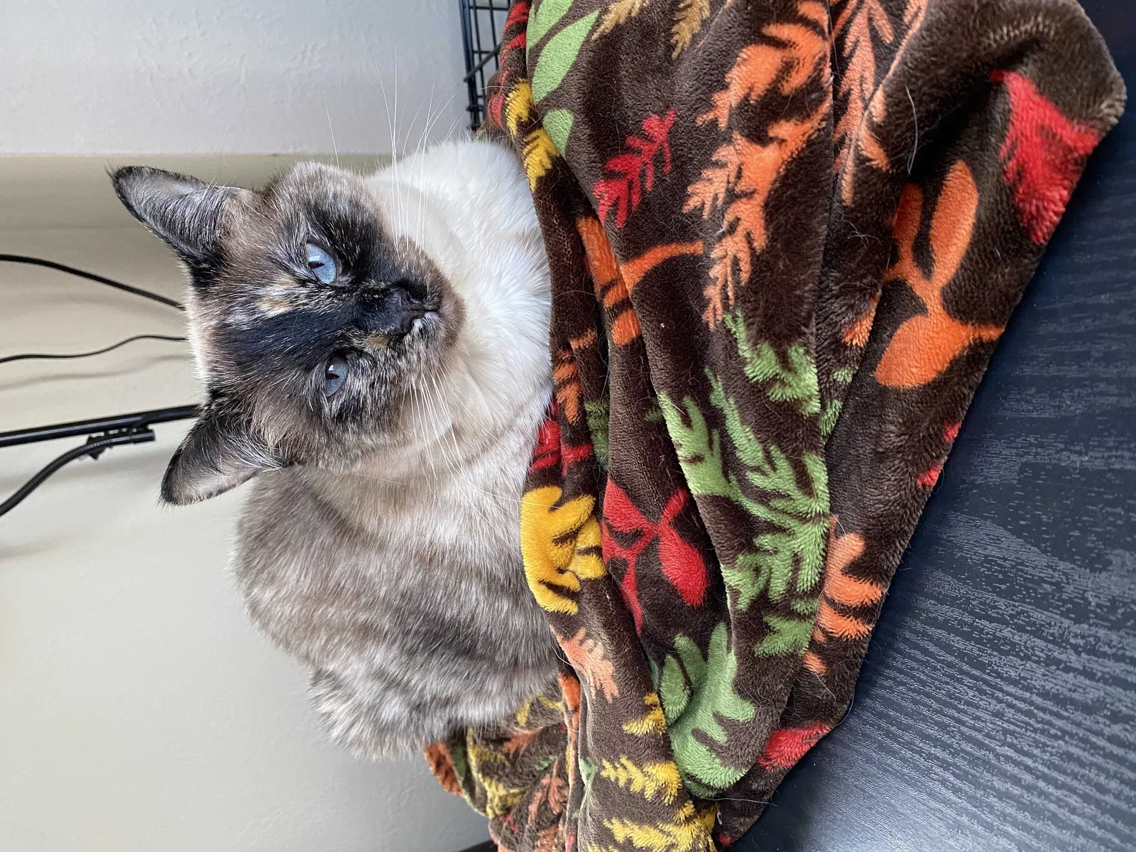 Lost cat in Toledo, OH, 43614