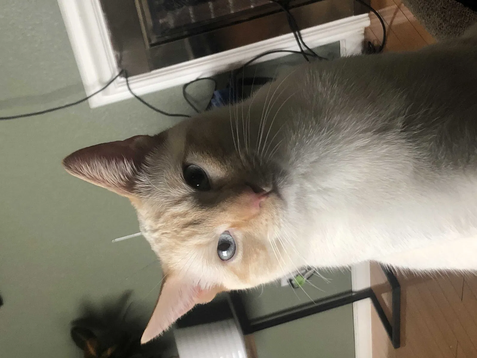 Lost cat in Hayward, CA, 94544