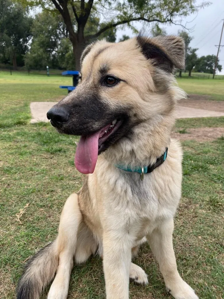 Lost dog in Lubbock, TX, 79415