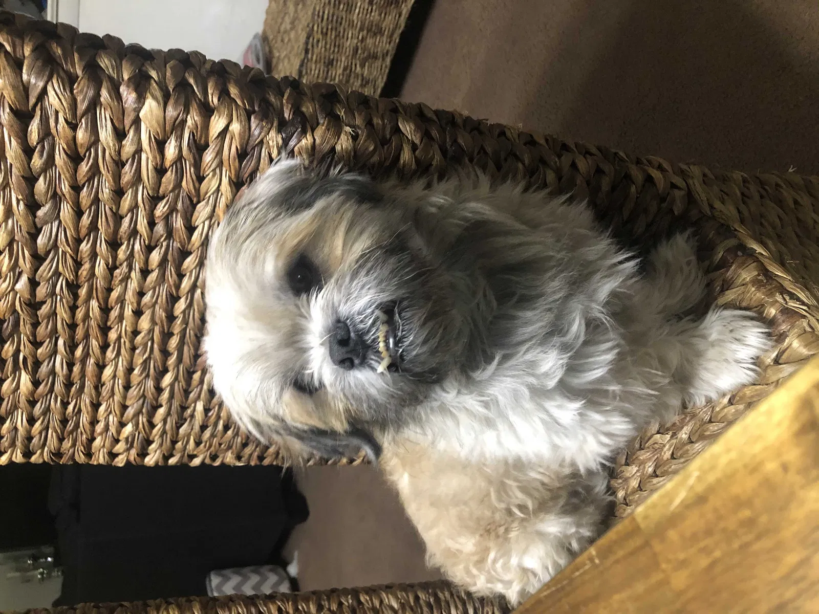Lost dog in Newark, NJ, 7104