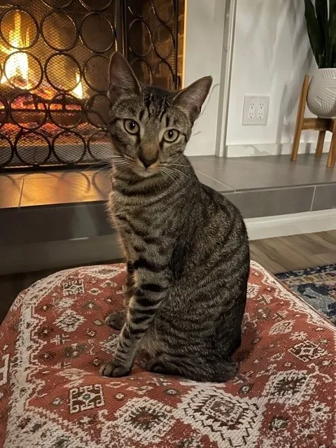 Lost cat in Costa Mesa, CA, 92627
