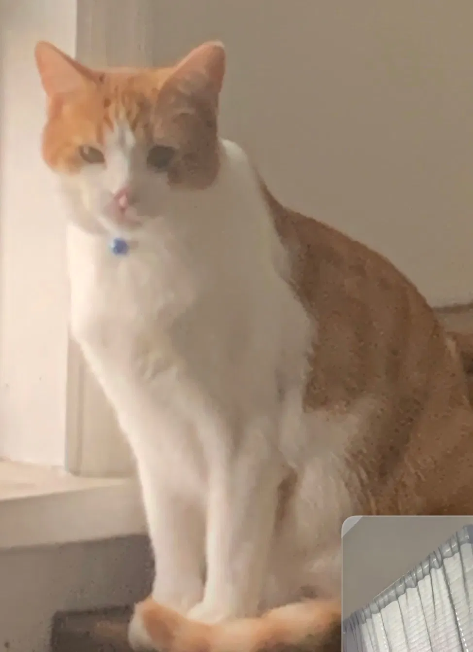 Lost cat in Chicago, IL, 60618