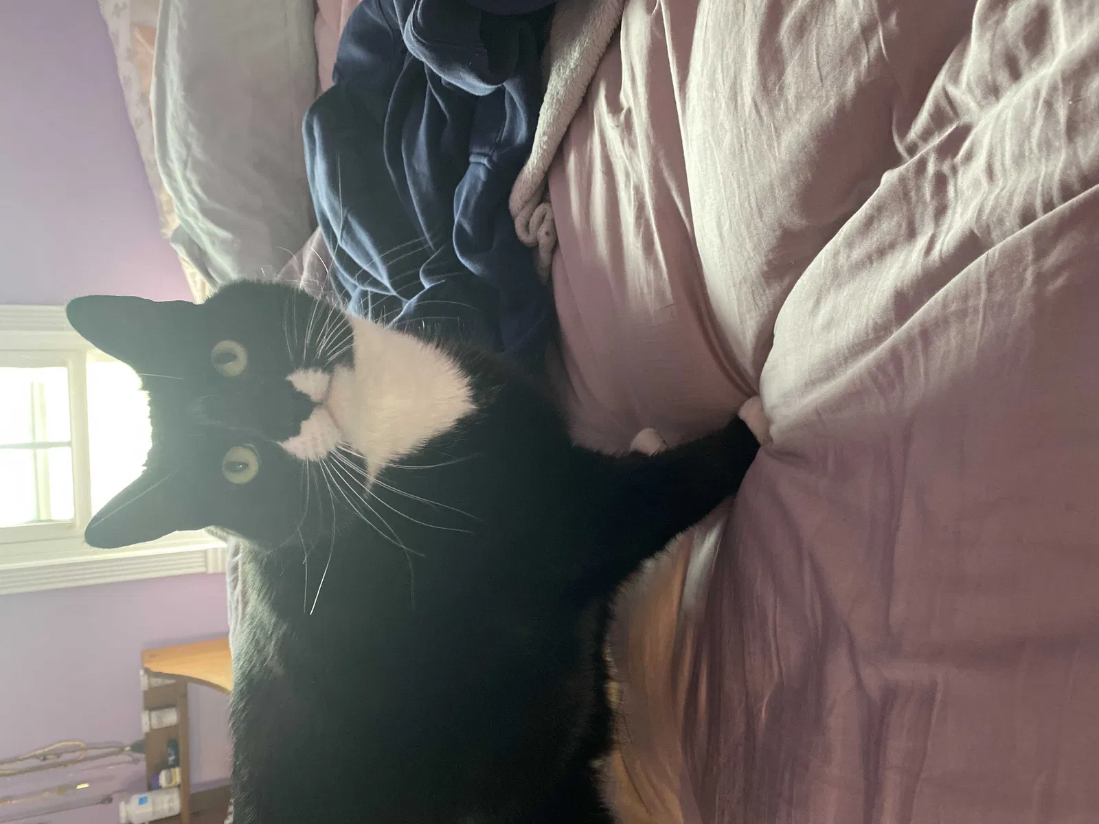 Lost cat in Stratford, CT, 6615