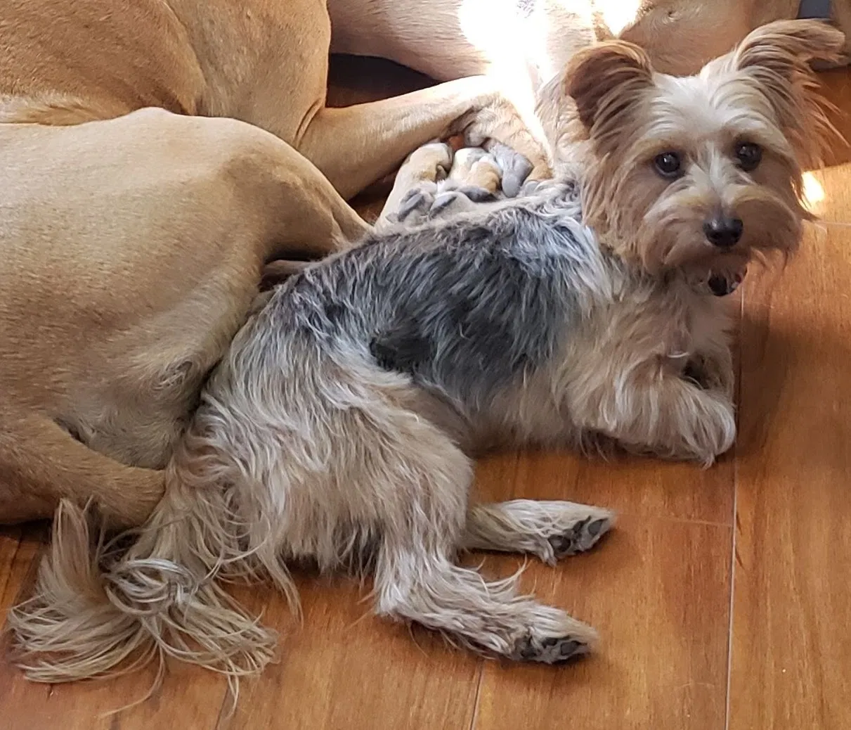 Lost dog in Los Angeles, CA, 90018