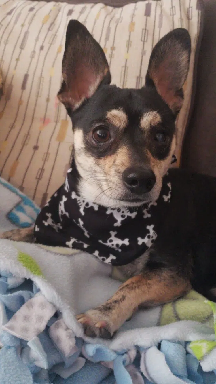 Lost dog in Boise, ID, 83706