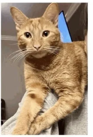 Lost cat in Cantonment, FL, 32533