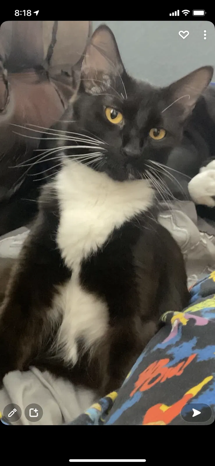 Lost cat in Orlando, FL, 32811