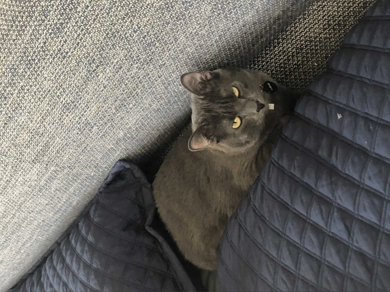 Lost cat in Napa, CA, 94558