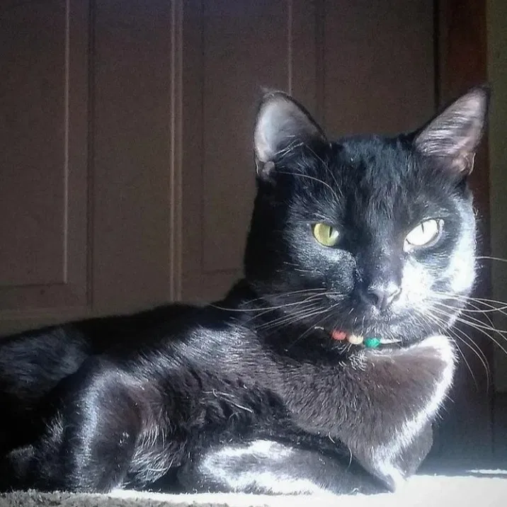 Lost cat in Springfield, OH, 45505