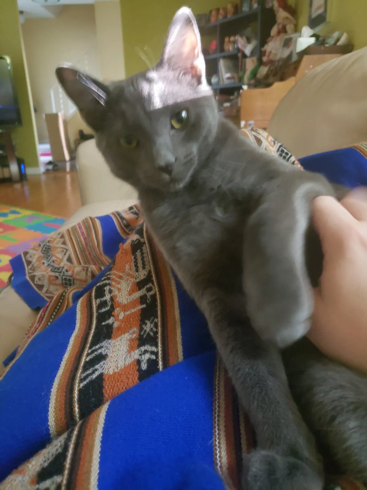 Lost cat in Independence, OH, 44131
