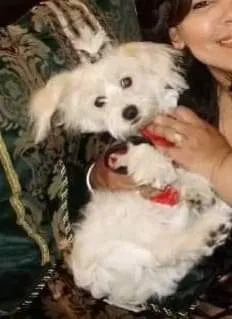 Lost dog in Pacoima, CA, 91331