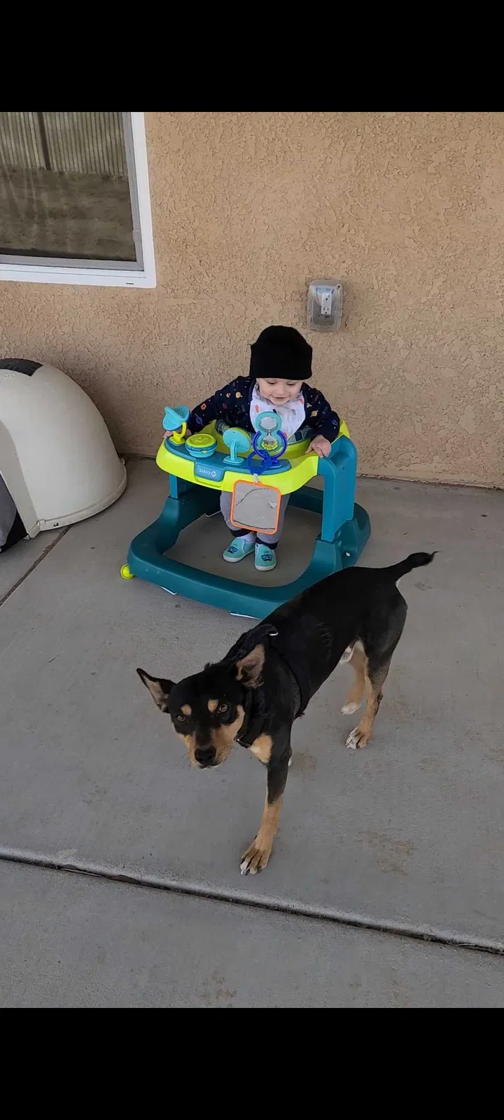Lost dog in Apple Valley, CA, 92308
