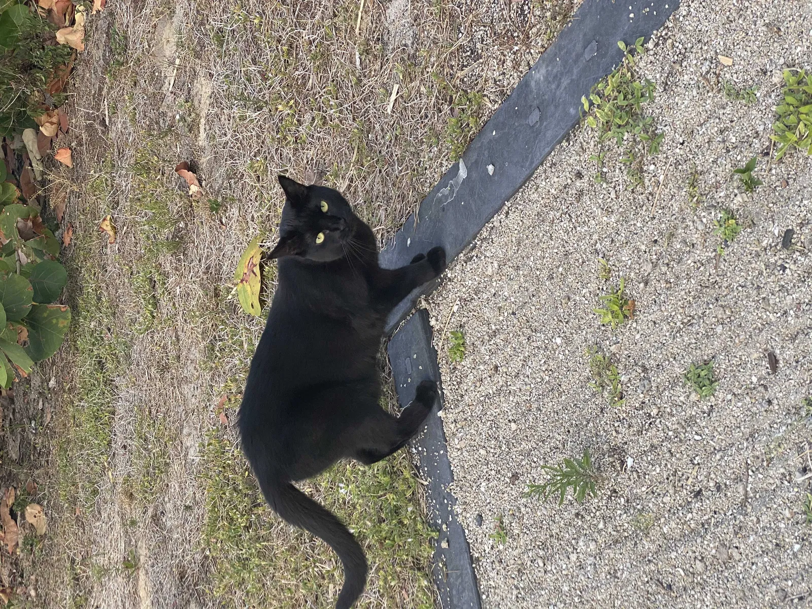 Lost cat in Unknown, MT, 0