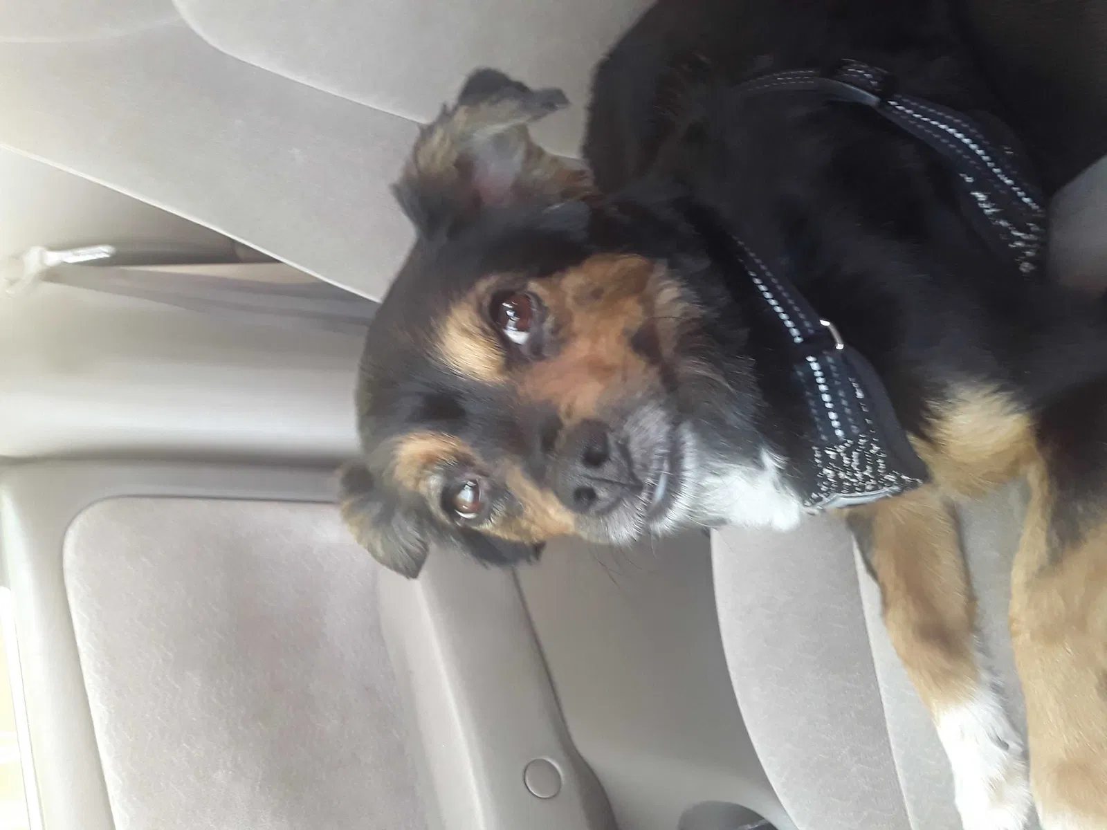 Lost dog in Pasadena, CA, 91103