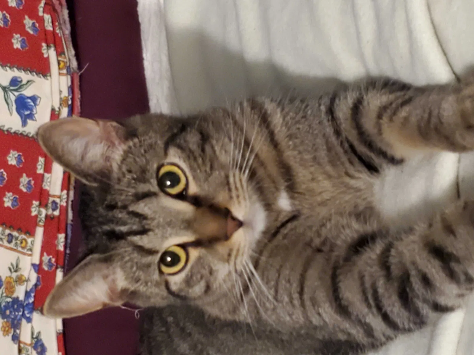 Lost cat in Salem, VA, 24153