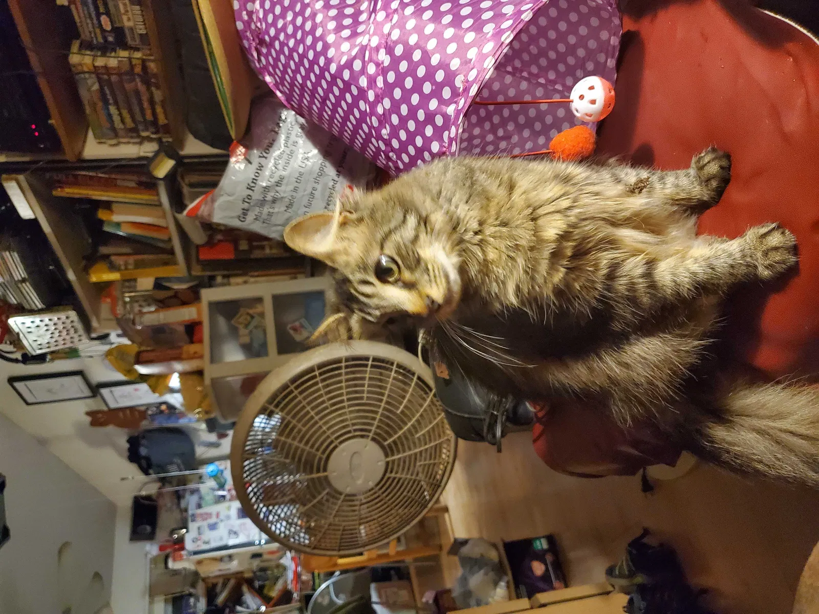 Lost cat in Austin, TX, 78745