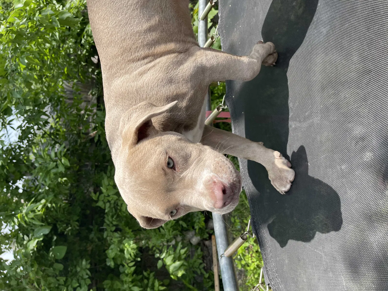 Lost dog in Mckinney, TX, 75069