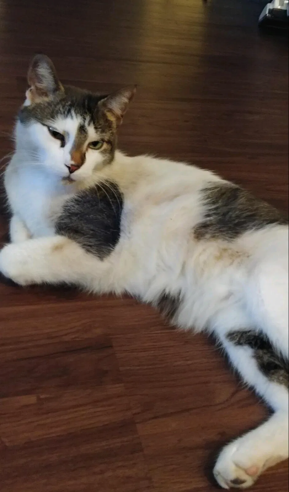 Lost cat in Austin, TX, 78754