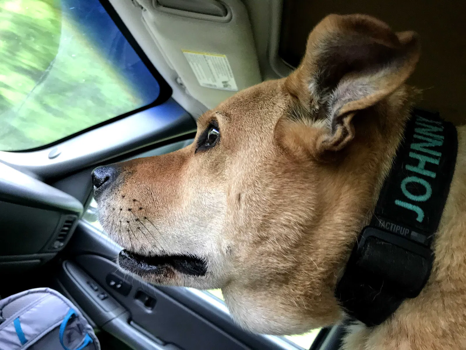 Lost dog in Portsmouth, VA, 23704